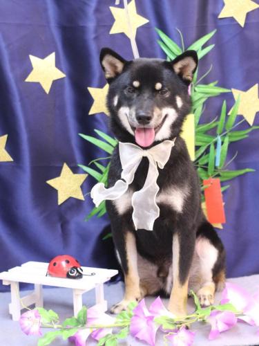 20230726マロくん